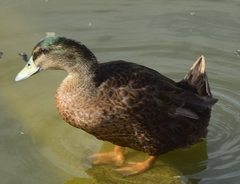 Anas platyrhynchos domesticus
