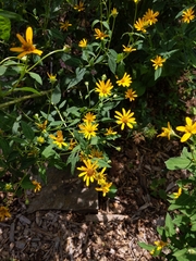 Heliopsis