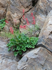Heuchera sanguinea