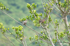 Streptopelia chinensis