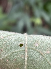 Helianthus tuberosus