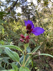 Melastomeae