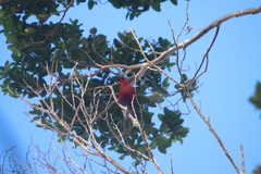 Himatione sanguinea