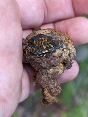 Pisolithus