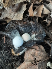 Asterophora lycoperdoides