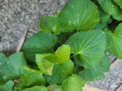 Viola