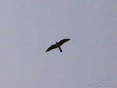 Falco eleonorae