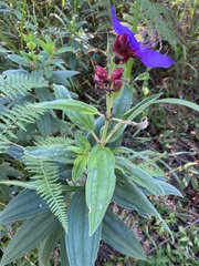Melastomeae