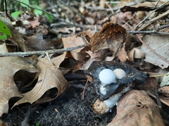 Asterophora lycoperdoides