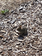 Sylvilagus floridanus