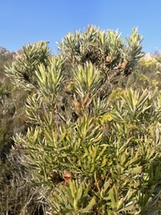 Leucadendron xanthoconus