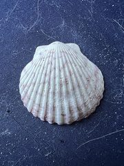 Argopecten gibbus