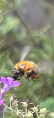 Bombus pascuorum