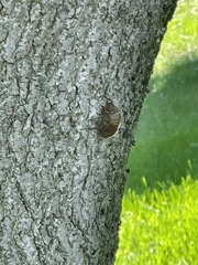 Neotibicen canicularis