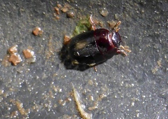 Dactylosternum abdominale