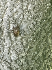 Neotibicen canicularis