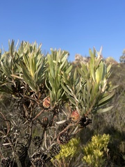 Leucadendron xanthoconus