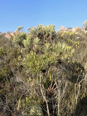 Leucadendron xanthoconus