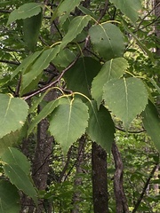 Betula papyrifera