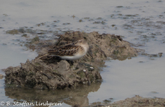 Calidris minutilla