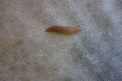 Deroceras reticulatum