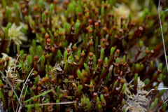 Polytrichum strictum