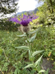 Centaurea nervosa