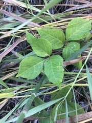 Toxicodendron rydbergii