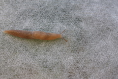 Deroceras reticulatum