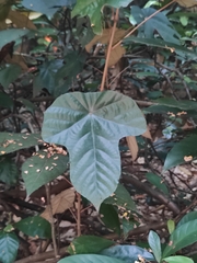 Pterospermum heterophyllum