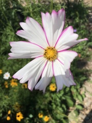 Cosmos