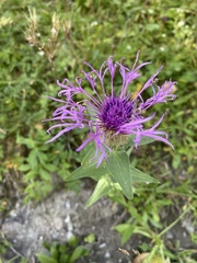 Centaurea nervosa