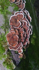 Thelephora terrestris