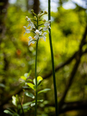 Platanthera blephariglottis