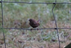 Troglodytes troglodytes