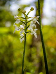 Platanthera blephariglottis