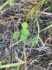 Toxicodendron rydbergii