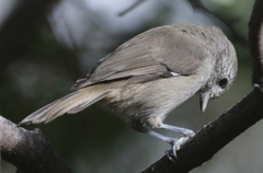 Baeolophus inornatus