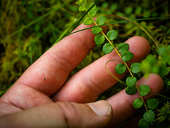 Gaultheria hispidula
