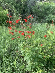 Salvia coccinea