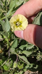 Physalis pumila hispida