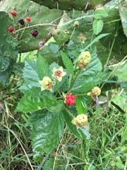 Rubus ulmifolius