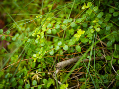Gaultheria hispidula
