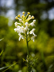 Platanthera blephariglottis