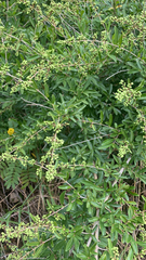 Ligustrum quihoui