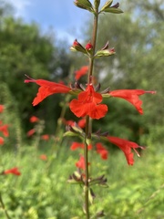 Salvia coccinea
