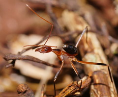 Leptomyrmex cnemidatus