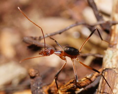 Leptomyrmex cnemidatus