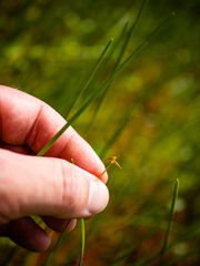 Carex pauciflora