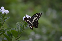 Papilio demodocus